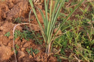 ‘अब्दुल कलाम’ किस्म बनी उम्मीद की नई किरण