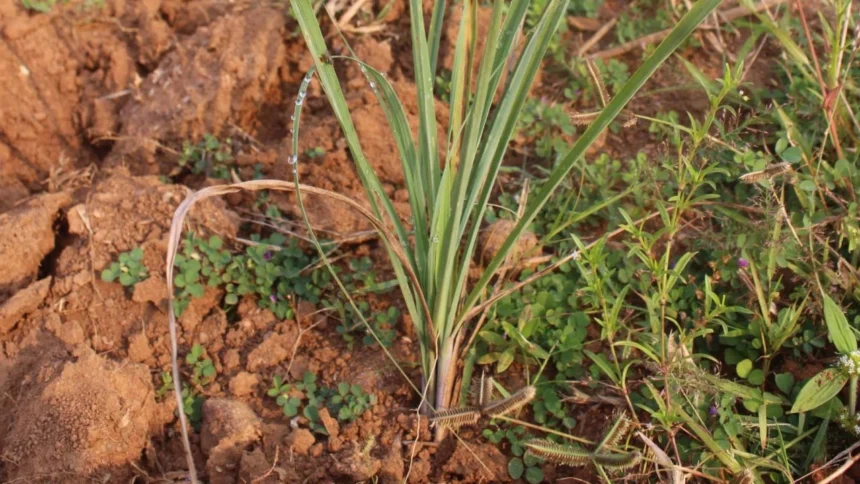 ‘अब्दुल कलाम’ किस्म बनी उम्मीद की नई किरण