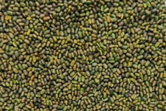 रासायनिक खाद पर निर्भरता घटाने की पहल