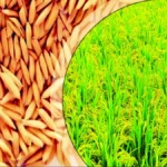 प्रधानमंत्री सूक्ष्म खाद्य उद्योग उन्नयन योजना वर्ष 2026-27 के अंतर्गत ऑनलाइन आवेदन आमंत्रित