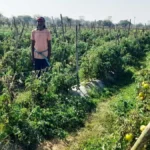 राष्ट्रीय कृषि विकास योजना से फायदा : ग्राफ्टेड टमाटर की खेती से दुबेलाल का बढ़ा मुनाफा