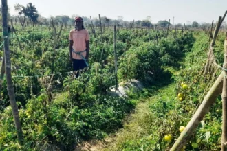 राष्ट्रीय कृषि विकास योजना से फायदा : ग्राफ्टेड टमाटर की खेती से दुबेलाल का बढ़ा मुनाफा