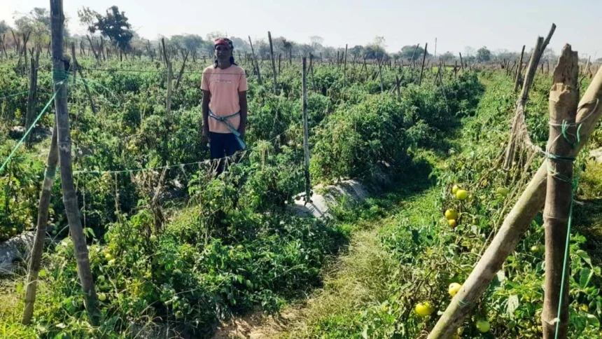 राष्ट्रीय कृषि विकास योजना से फायदा : ग्राफ्टेड टमाटर की खेती से दुबेलाल का बढ़ा मुनाफा