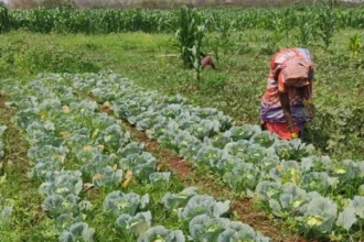 बस्तर में तकनीक और हौसले से महकी तुलसा बघेल की बाड़ी