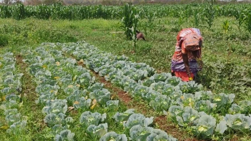 बस्तर में तकनीक और हौसले से महकी तुलसा बघेल की बाड़ी