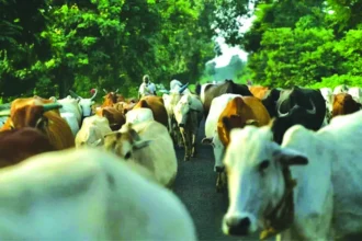 जिला दण्डाधिकारी ने जारी किया आदेश