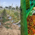 पशु पालन और सब्जी बाड़ी व्यवसाय से लखपति दीदी बन परिवार का सपना पूरा कर रही हैं निधि तिवारी