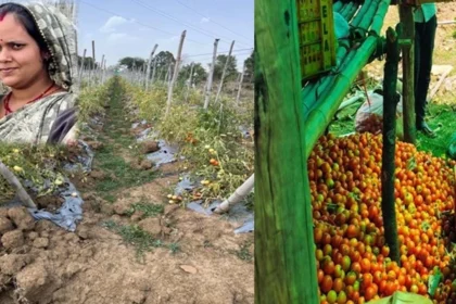 पशु पालन और सब्जी बाड़ी व्यवसाय से लखपति दीदी बन परिवार का सपना पूरा कर रही हैं निधि तिवारी