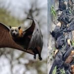 चमगादड़ों की मौत पर बड़ा खुलासा, प्रशासन बोला- किसी वायरस नहीं भीषण गर्मी से हुई मौतें