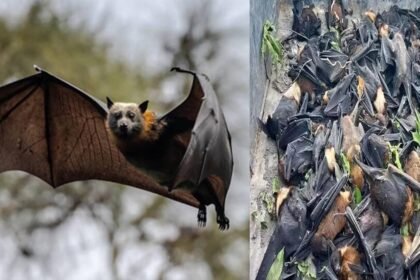 चमगादड़ों की मौत पर बड़ा खुलासा, प्रशासन बोला- किसी वायरस नहीं भीषण गर्मी से हुई मौतें