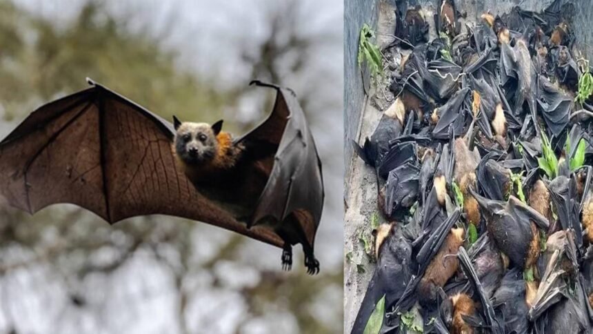 चमगादड़ों की मौत पर बड़ा खुलासा, प्रशासन बोला- किसी वायरस नहीं भीषण गर्मी से हुई मौतें