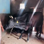 बिहान योजना और पशुपालन प्रोत्साहन योजना से मिला नया जीवन संबल