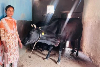 बिहान योजना और पशुपालन प्रोत्साहन योजना से मिला नया जीवन संबल