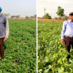 बेमेतरा जिले में दलहन के रकबे में चार गुना की वृद्धि