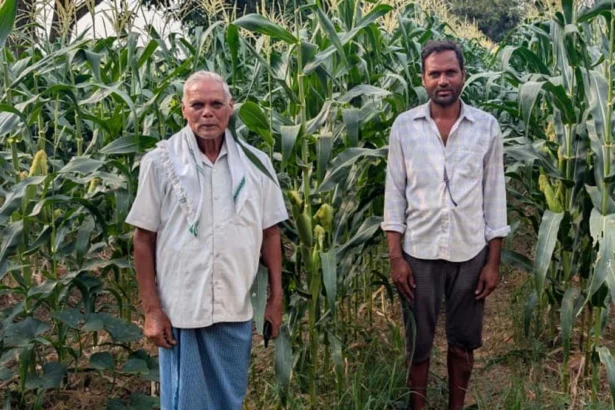 स्वीट कॉर्न की खेती से समृद्धि की नई मिसाल बने किसान रामचंद्र
