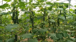 उद्यानिकी विभाग की योजना से बदली कमार कृषक की तकदीर