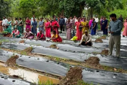नगरी विकासखंड में बांटे गए 1 लाख से अधिक पौधे, लागत घटेगी और बढ़ेगी किसानों की आय