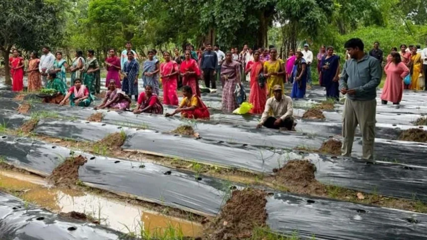 नगरी विकासखंड में बांटे गए 1 लाख से अधिक पौधे, लागत घटेगी और बढ़ेगी किसानों की आय