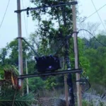 दशकों का अंधेरा छँटा: 'नियद नेल्लानार योजना' से जगमगाए नारायणपुर के वनांचल गांव