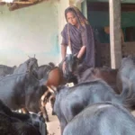आत्मविश्वास, मेहनत और बिहान का साथ, मीरा सिंह ने बकरी पालन से लिखी सफलता की नई कहानी