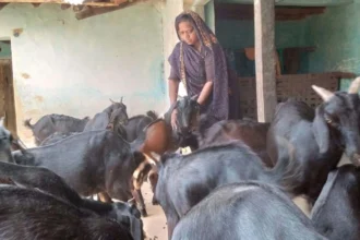 आत्मविश्वास, मेहनत और बिहान का साथ, मीरा सिंह ने बकरी पालन से लिखी सफलता की नई कहानी