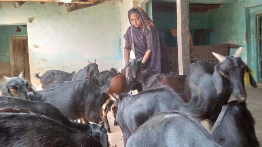 आत्मविश्वास, मेहनत और बिहान का साथ, मीरा सिंह ने बकरी पालन से लिखी सफलता की नई कहानी