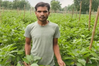 राष्ट्रीय कृषि विकास योजना: सीताराम पटेल को ग्राफ्टेड बैंगन से मिली समृद्धि