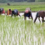 प्रदेश में खेती-किसानी जोरों पर