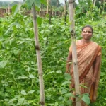 मचान विधि अपनाकर विमला दीदी बनीं किसानों के लिए प्रेरणा
