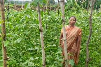 मचान विधि अपनाकर विमला दीदी बनीं किसानों के लिए प्रेरणा