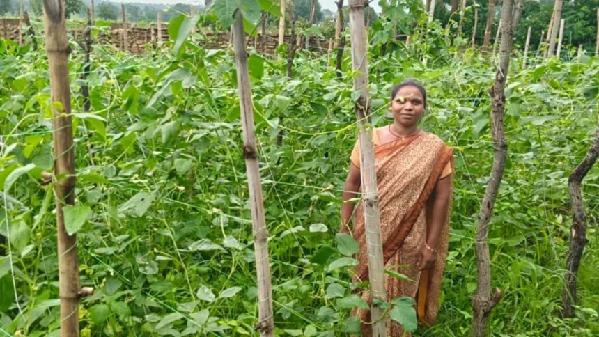 मचान विधि अपनाकर विमला दीदी बनीं किसानों के लिए प्रेरणा