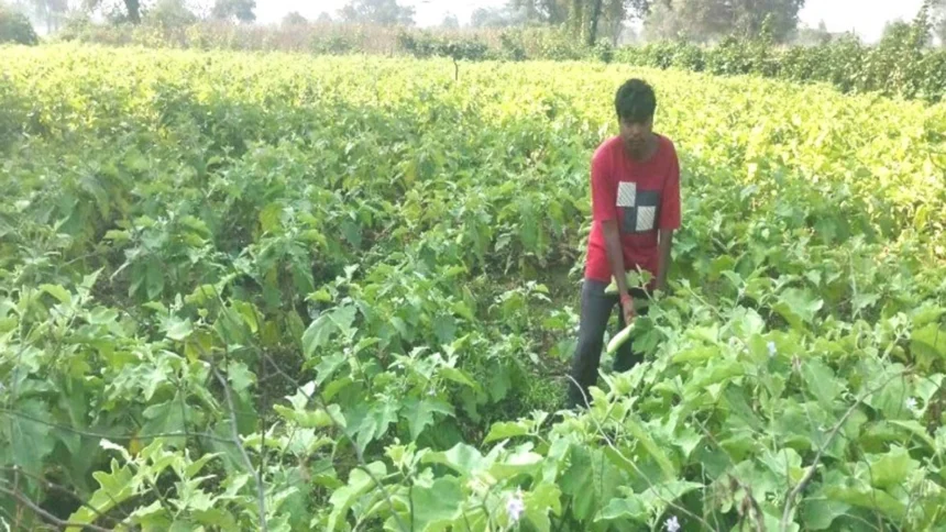 ग्राफ्टेड बैंगन की खेती से किसान सुरेन्द्र की आर्थिक स्थिति में आया सुधार