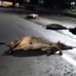 दर्दनाक हादसा: 17 गौवंशों की मौत से भड़का आक्रोश, गौसेवकों ने किया चक्का जाम, घटों तक यातायात रहा प्रभावित