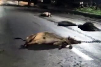 दर्दनाक हादसा: 17 गौवंशों की मौत से भड़का आक्रोश, गौसेवकों ने किया चक्का जाम, घटों तक यातायात रहा प्रभावित