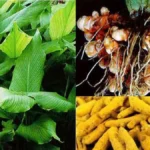 मसाला क्षेत्र विस्तार प्रोत्साहन योजना से प्रदेश में 1300 हेक्टेयर क्षेत्र में हल्दी की खेती का लक्ष्य