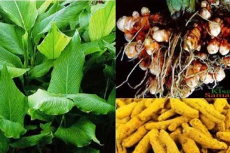 मसाला क्षेत्र विस्तार प्रोत्साहन योजना से प्रदेश में 1300 हेक्टेयर क्षेत्र में हल्दी की खेती का लक्ष्य
