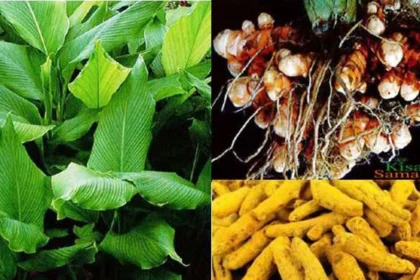 मसाला क्षेत्र विस्तार प्रोत्साहन योजना से प्रदेश में 1300 हेक्टेयर क्षेत्र में हल्दी की खेती का लक्ष्य