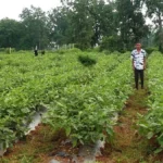 सेवा संकल्प अभियान: ग्राफ्टेड बैंगन की खेती से गुलझर के किसान गौरव की बढ़ी आमदनी