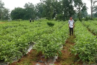 सेवा संकल्प अभियान: ग्राफ्टेड बैंगन की खेती से गुलझर के किसान गौरव की बढ़ी आमदनी