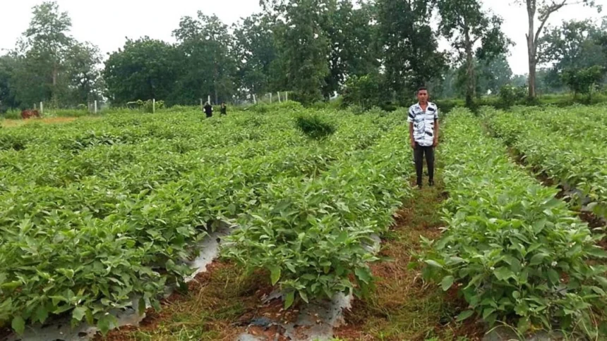सेवा संकल्प अभियान: ग्राफ्टेड बैंगन की खेती से गुलझर के किसान गौरव की बढ़ी आमदनी
