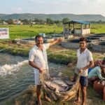 पारंपरिक खेती के साथ मछली पालन बन रहा अतिरिक्त आमदनी का मजबूत जरिया, बिरकोनी के दिनेश बने मिसाल