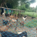 परंपरागत कार्य को व्यवसायिक साधन बनाकर आगे बढ़ रहीं हैं पद्मावती