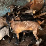 50 हजार रुपये की आर्थिक सहायता और एक लाख रुपये के मुद्रा ऋण से शुरू किया स्वरोजगार