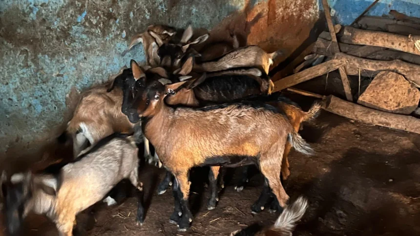 50 हजार रुपये की आर्थिक सहायता और एक लाख रुपये के मुद्रा ऋण से शुरू किया स्वरोजगार